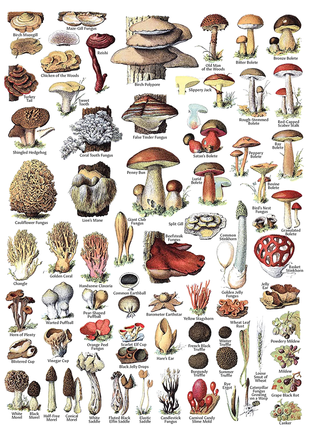 Mushroom Friends